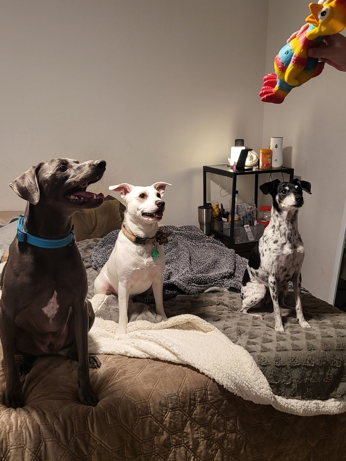 Overnight Pet Sitting